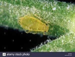uploads/images/pest/WILLOW APHID CARROT.jpg